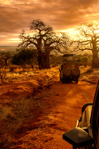 Baobab tree silhouetted against sunrise/sunset, looking at one safari jeep, seen from another