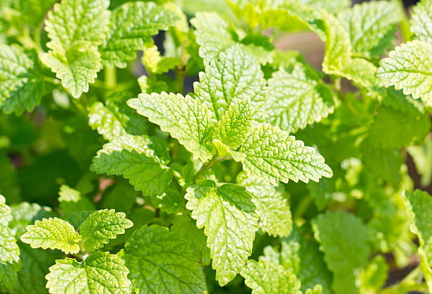 istock Peppermint plant in the sunny day. 175469528