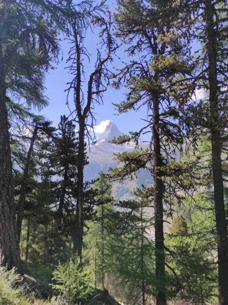 View across the trees on Cervin, Zermatt, Valais, Switzerland