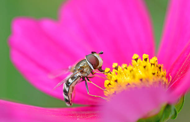 istock Small wasp on flower with red petal 175469588