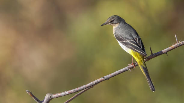istock Gray Wagtail feeding on a branch in nature 1754705166