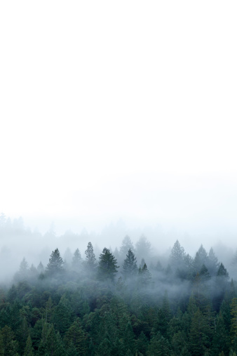 Fog and mist surround a Redwood forest in northern California.