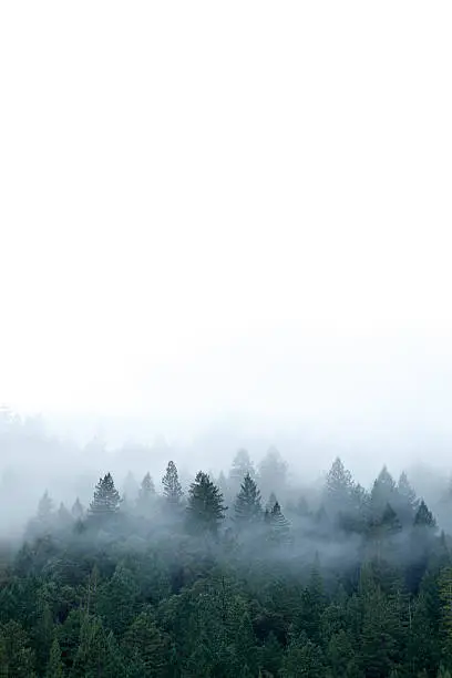Photo of Mist in Forest