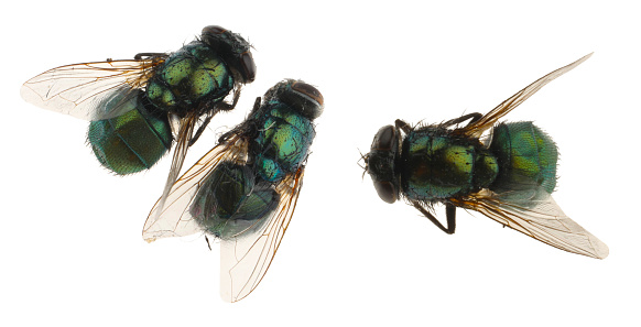 Collage with common green bottle flies on white background