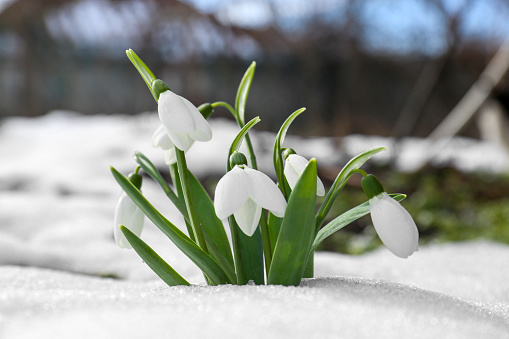 Tiny, delicate white snowdrops, Galanthus, among green leaves helad the return of spring.