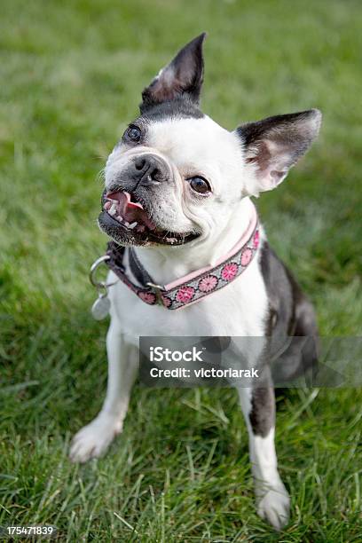 Foto de Terrier Boston Sentada Na Grama e mais fotos de stock de Amizade - Amizade, Animal de estimação, Comportamento