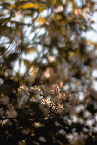 istock Olive tree  in Tuscany - Italy 1754729828