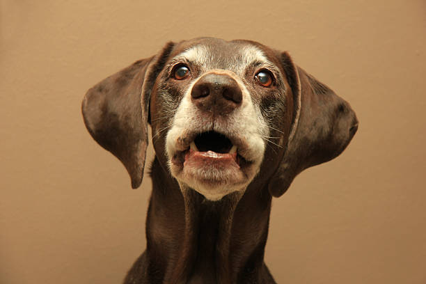 istock Portrait of a german shorthaired pointer, 11 years old 175473403