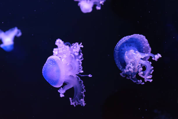 istock Fluorescent spotted australian jellyfish swim underwater aquarium pool wtih blue neon light 1754736428