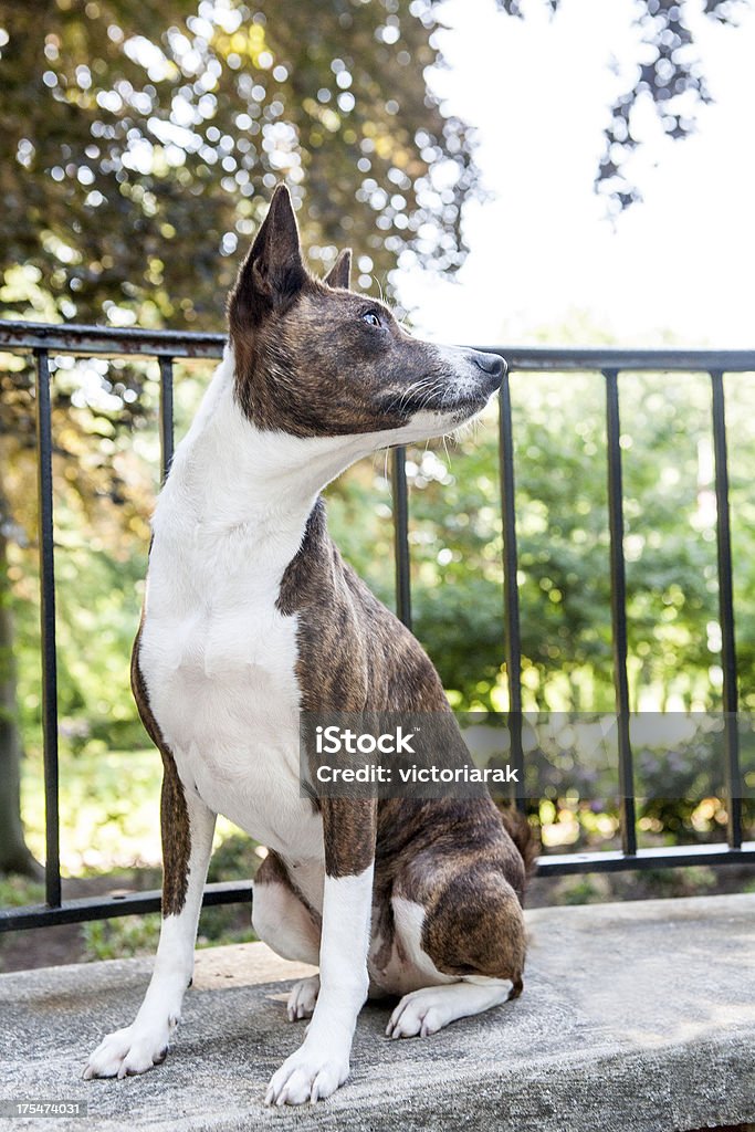Basenji perro - Foto de stock de Animal libre de derechos