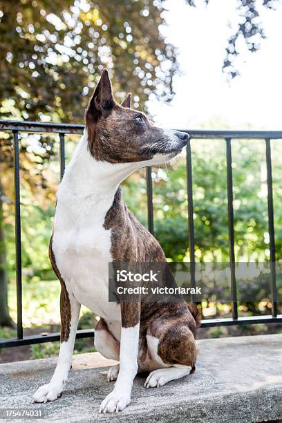 Photo libre de droit de Basenji Chien banque d'images et plus d'images libres de droit de Afrique - Afrique, Attendre, Basenji