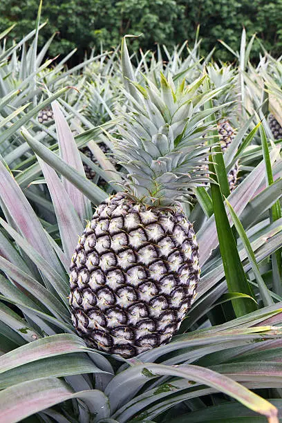 Close-up of young pineapple in the field in front of rubber tree field