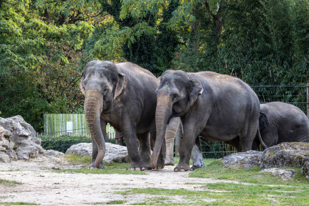 istock The Asian elephant, Elephas maximus also called Asiatic elephant 1754741268