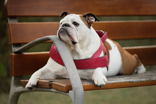 Beautiful English Bulldog relaxes lying down on a public bench outdoors