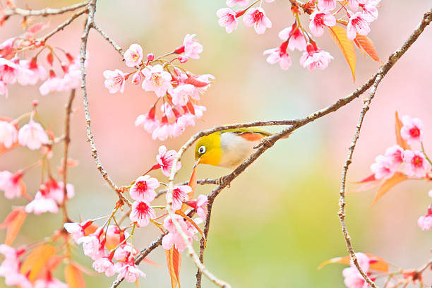istock white-eye Bird on Cherry Blossom and sakura 175474520