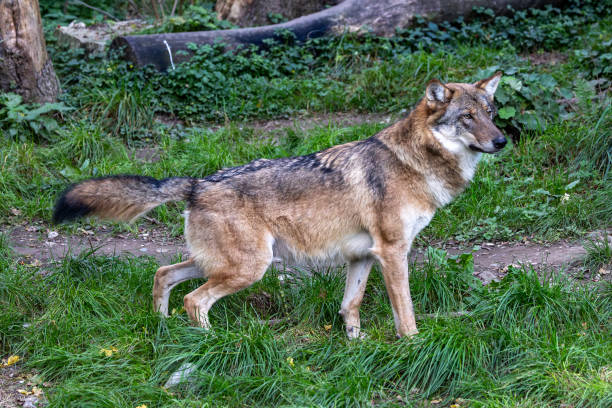 istock European Grey Wolf, Canis lupus in a german park 1754746719