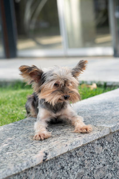 Yorkshire terrier, old dog walks outdoor