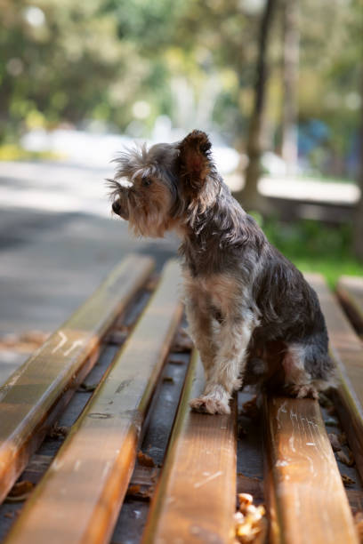istock Yorkshire terrier, old dog sit on bench, outdoor 1754754471