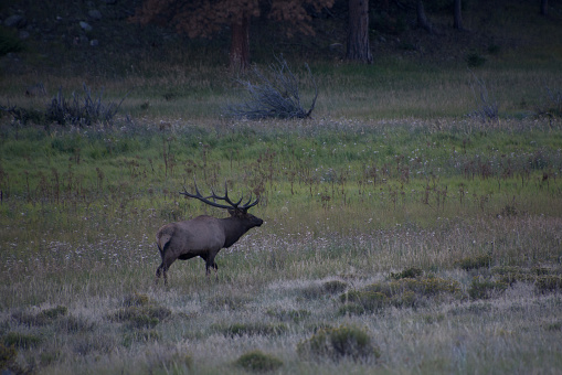 Elk in Rocky Mountain National Park