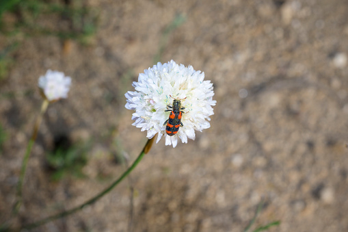 Trichodes leucopsideus checkered beetle on white flower full of pollen pollinating plants