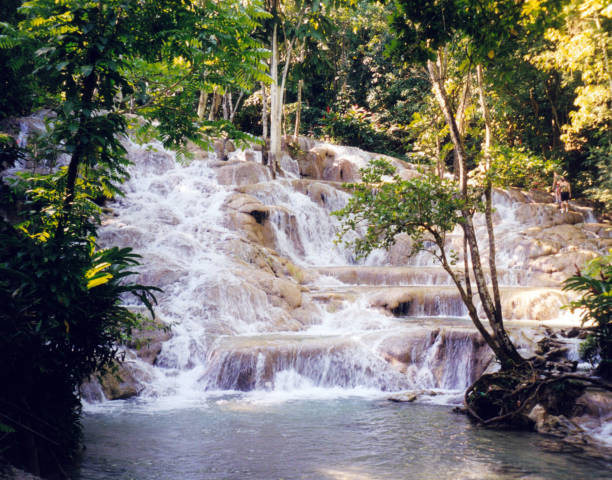 Dunn's River Falls and tropical forest, Ocho Rios, Jamaica Dunn 's River Falls are waterfalls in Ocho Rios, Jamaica. The water overcomes a height difference of 55 meters over a distance of 180 meters. The Dunn's River Falls are one of the world's very rare waterfalls that flow directly into the sea. dunns river falls stock pictures, royalty-free photos & images