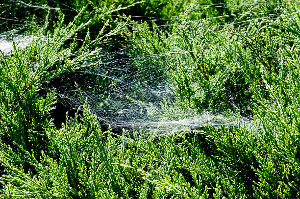 Cobweb on conifer in garden stock photo