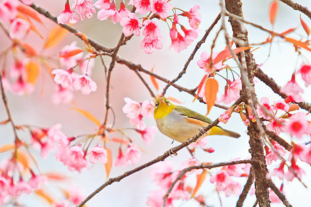 istock white-eye Bird on Cherry Blossom and sakura 175476610