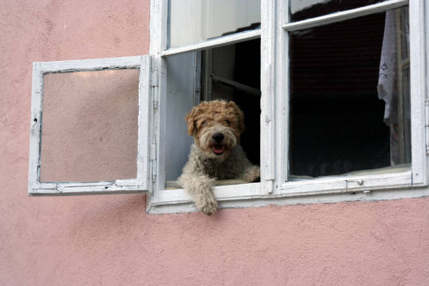 istock the dog is man's best friend 1754766580