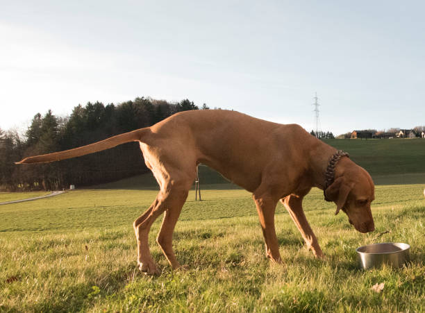 istock food and nutrition for dogs 1754769364