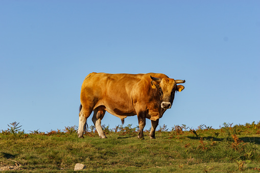 Cow bull standing on meadow during golden hour at evening in Basque Country, Spain