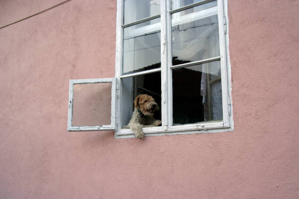 istock the dog is man's best friend 1754770987