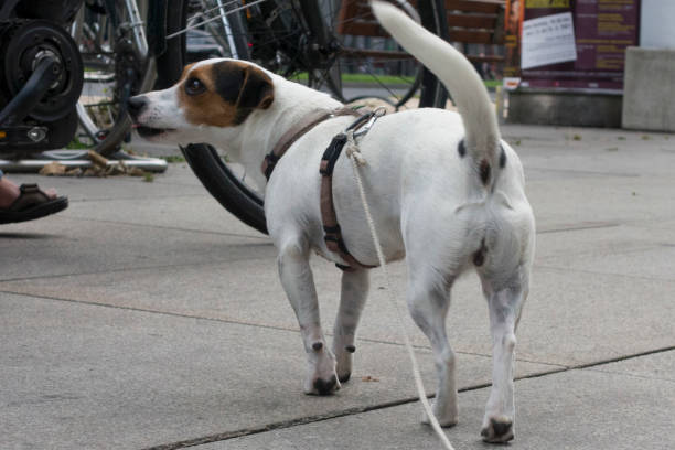 istock the dog is man's best friend 1754771612