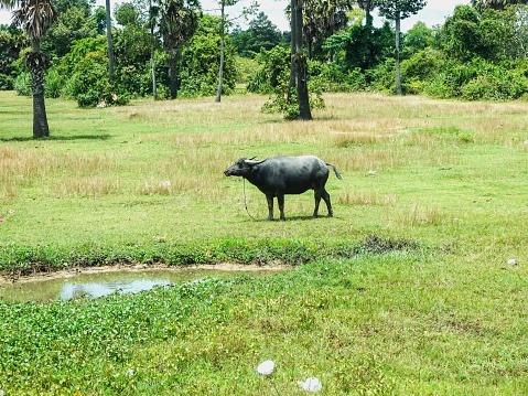 Tame water buffalo tied in a wet rural Cambodian field.