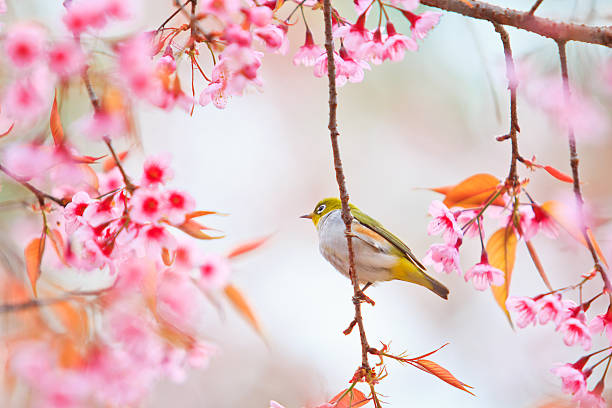 white-eye Bird on Cherry Blossom and sakura