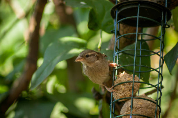 istock Female House Sparrow Looking Away From Bird Feeder 1754780452