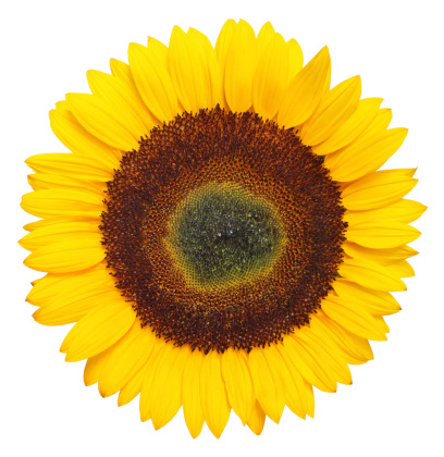Sunflower XXXL isolated on white