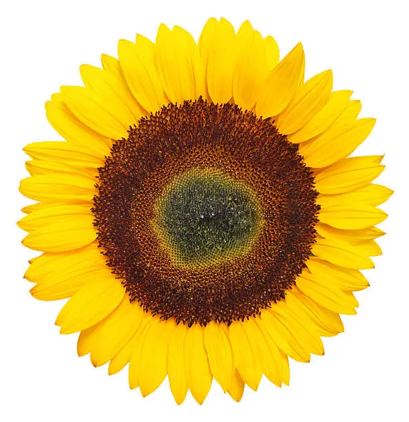Photo of Sunflower XXXL