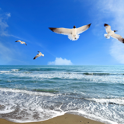 flying seagulls over sea.