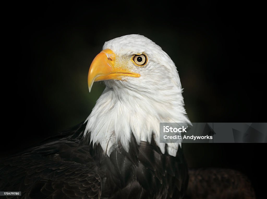 Wunderschöne Bald Eagle (Haliaeetus leucocephalus - Lizenzfrei Adler Stock-Foto