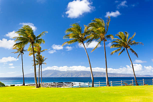 palmy na napili punkt, maui - napili bay zdjęcia i obrazy z banku zdjęć