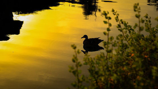 A duck swims in the Venice Canals in Venice, California.