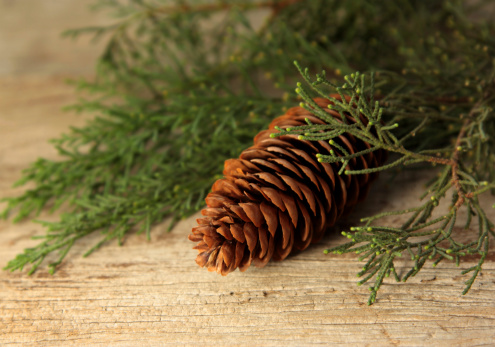 Cypress pine cone with a branch of cypress pine needles resting on a weathered timber board