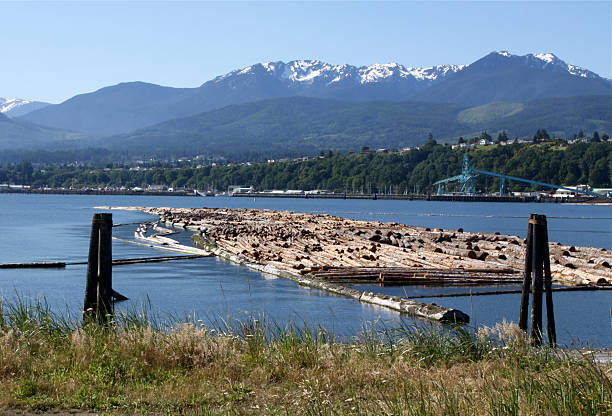 istock Log Raft In Port Angeles Harbor 175481441