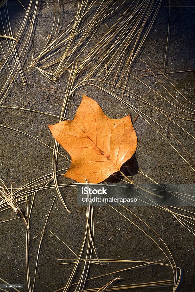 Autumn leaf Autumn leaf. Autumn Stock Photo