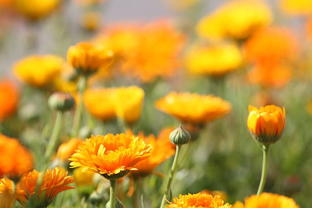 meadow with colorful yeollow tagetes