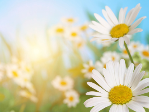 summer and spring background with daisies and sunsimilar images in mine lightbox:
