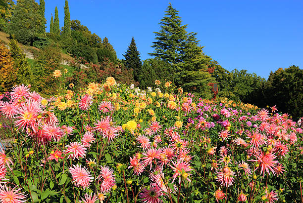 Flowergarden with Dahlias (Dahlia blues on the island of Mainau on Lake Constance)