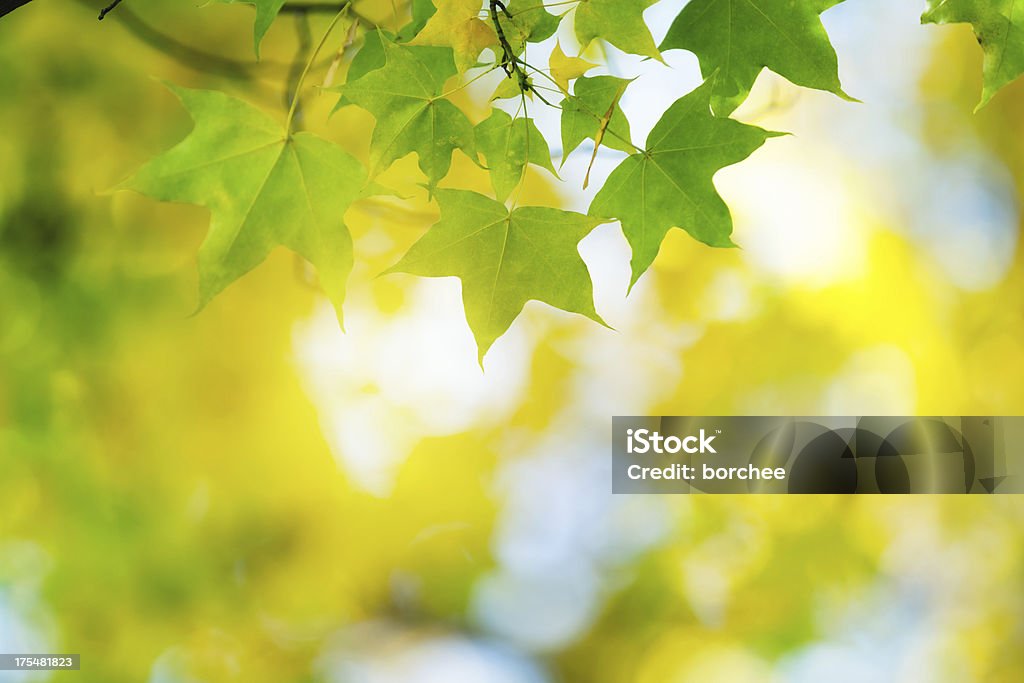 Herbst Laub - Lizenzfrei Ahorn Stock-Foto