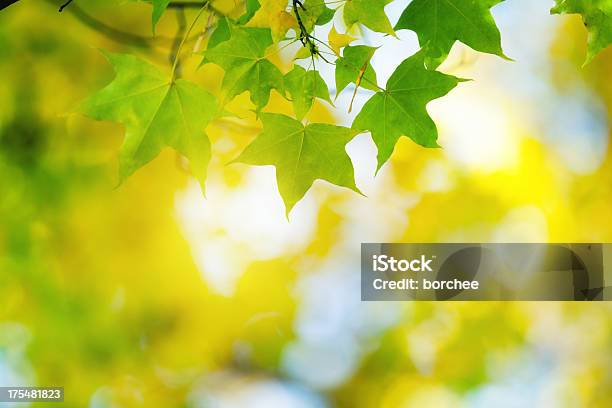Herbst Laub Stockfoto und mehr Bilder von Ahorn - Ahorn, Ahornblatt, Ast - Pflanzenbestandteil