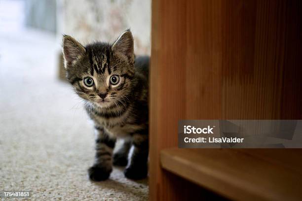 Foto de Filhote De Gato e mais fotos de stock de Andar na Ponta do Pé - Andar na Ponta do Pé, Animal, Animal de estimação